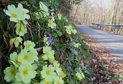 27 Primula vulgaris (Primule comuni) sul sent 506C-stradetta